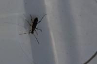 Grammoptera ruficornis