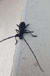 Morimus asper