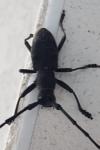 Morimus asper