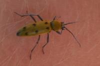 Chlorophorus glabromaculatus