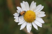 Stictoleptura fulva