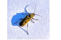 Chlorophorus glabromaculatus