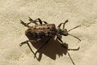 Rhagium inquisitor