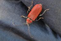 Pyrrhidium sanguineum