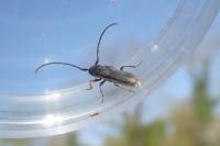 Phytoecia cylindrica