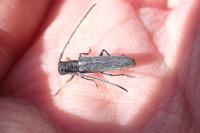 Phytoecia cylindrica