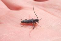 Phytoecia cylindrica