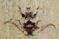 Pogonocherus hispidus