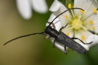 Phytoecia cylindrica