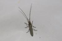 Calamobius filum