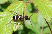 Clytus arietis