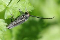 Phytoecia cylindrica