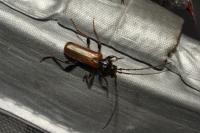Phymatodes testaceus