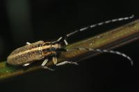Agapanthia cardui