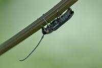Phytoecia cylindrica