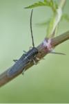 Phytoecia cylindrica