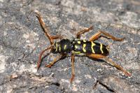 Plagionotus arcuatus