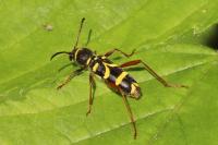 Clytus arietis
