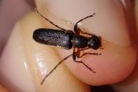 Grammoptera ruficornis