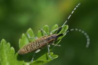 Agapanthia villosoviridescens
