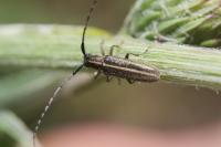 Agapanthia cardui