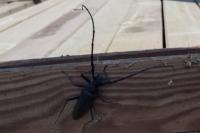Cerambyx cerdo