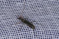 Grammoptera ruficornis