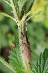 Agapanthia villosoviridescens