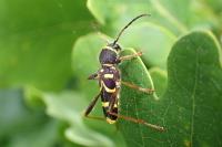 Clytus arietis