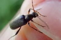 Grammoptera ruficornis
