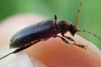 Grammoptera ruficornis
