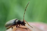 Grammoptera ruficornis