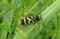 Clytus arietis