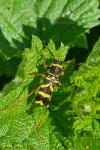 Clytus arietis