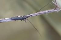Calamobius filum