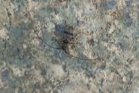 Leiopus femoratus