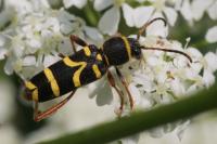 Clytus arietis