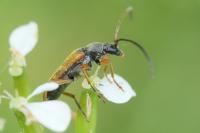 Alosterna tabacicolor