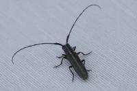 Agapanthia cardui