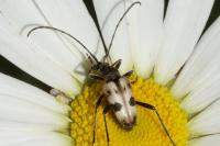 Pachytodes cerambyciformis