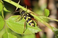 Clytus arietis