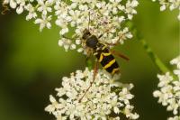 Clytus arietis