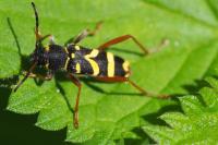 Clytus arietis