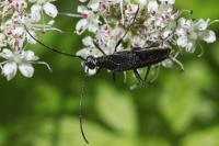 Rutpela nigra