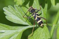 Clytus arietis