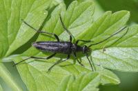 Rutpela nigra