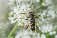 Clytus arietis