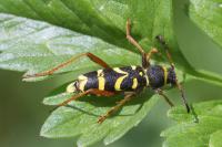Clytus arietis
