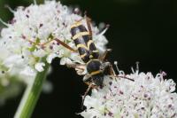 Clytus arietis