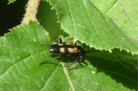 Anoplodera sexguttata